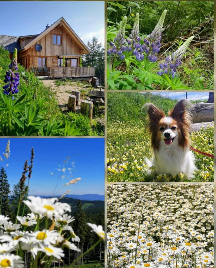 Chalet Die Berghexn Klippitztorl Zewnętrze zdjęcie